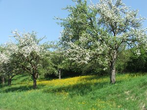 Foto von blühenden Bäumen im Frühling