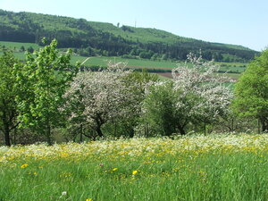 Foto der Sommerlandschaft rund um Talheim